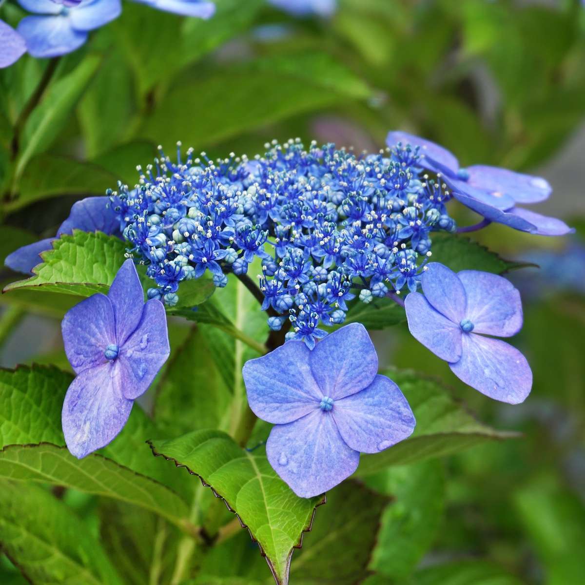 découvrez l'hydrangea macrophylla, une plante ornementale prisée pour ses grandes fleurs colorées, idéale pour embellir jardins et espaces extérieurs avec charme et élégance.