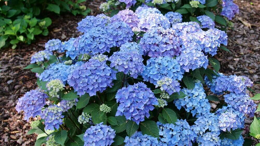 découvrez l'hydrangea macrophylla, un arbuste ornemental aux fleurs colorées et abondantes, idéal pour embellir vos jardins et terrasses.